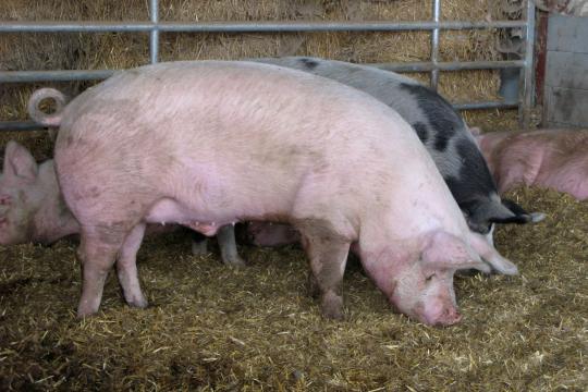Comment fonctionne le ganglion lymphatique inversé chez le porc ?