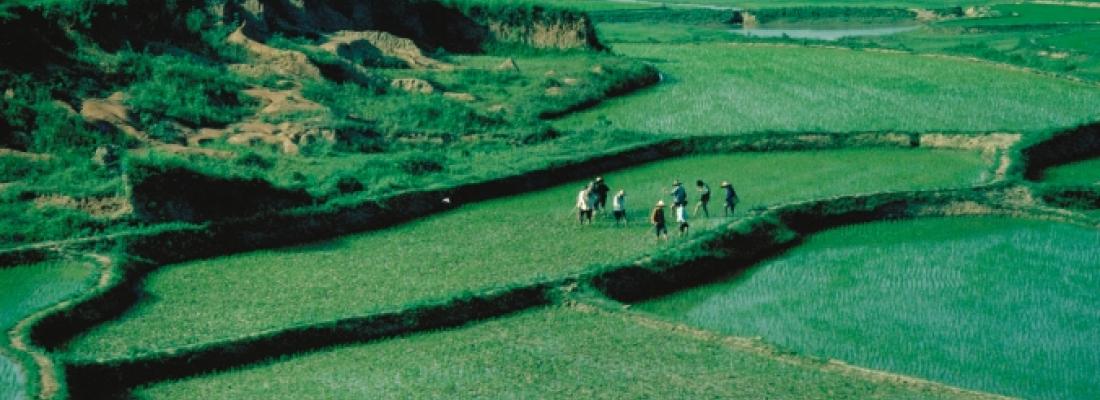 illustration Une étude de cas d’un système de culture durable : les rizières des terrasses du YuanYang en Chine