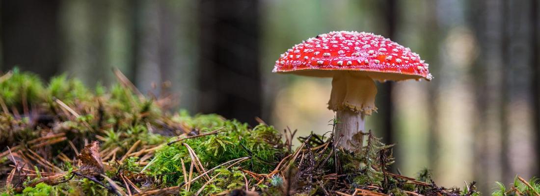 illustration Quelle est l’origine des toxines mortelles des champignons ? 
