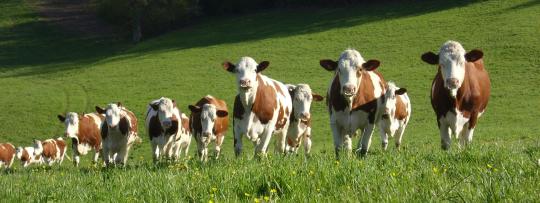 Vaches au pâturage, Limousin
