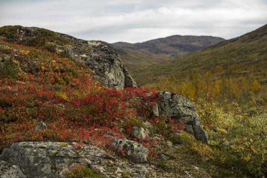 Plant roots increase carbon emission from permafrost soils 