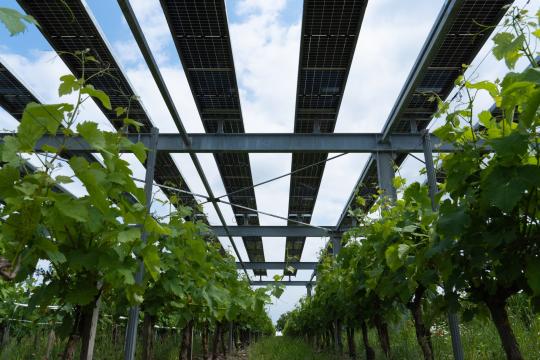 Le groupe EDF et ses partenaires inaugurent Vitisolar, un démonstrateur d’agrivoltaïsme sur vignes en Gironde