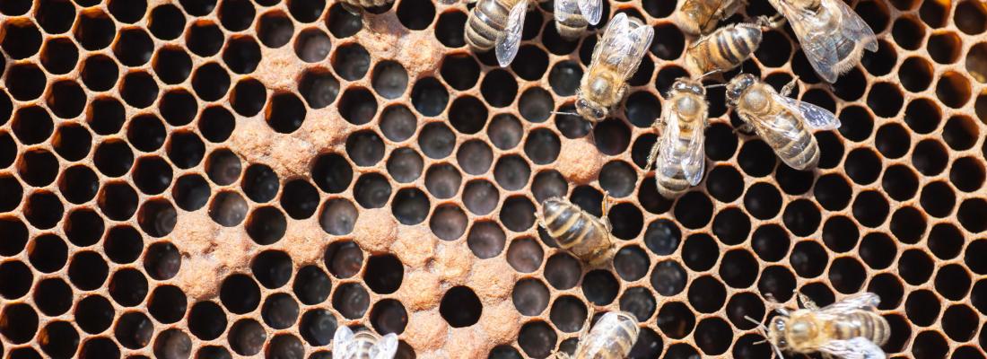 illustration Hygienic honey bees are more resistant to destructive parasite 