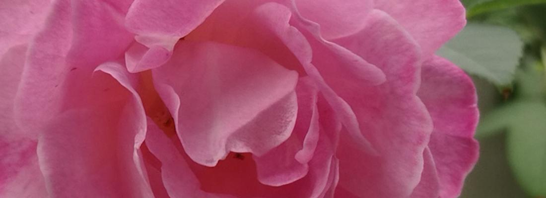 illustration Le génome de la rose décrypté : de l'origine des rosiers modernes aux caractéristiques de la fleur