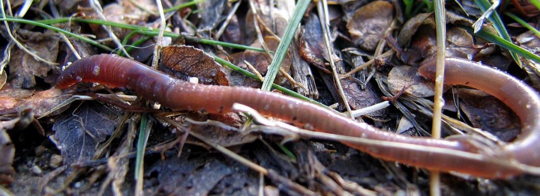 illustration Earthworms: unearthing new knowledge