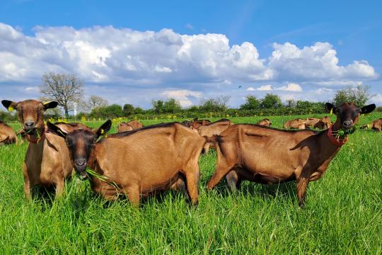 Les chèvres qui pâturent produisent un lait de meilleure qualité nutritionnelle et sensorielle