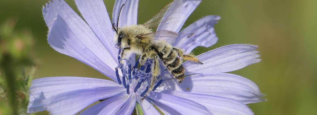 illustration Pollinisateurs en danger : aidez-nous à mieux les préserver !