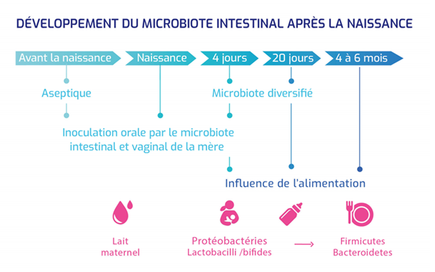 Développement microbiote intestinal après la naissance