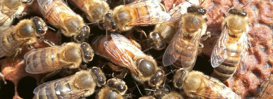 illustration Combien de mâles pour les reines des abeilles Apis mellifera ?