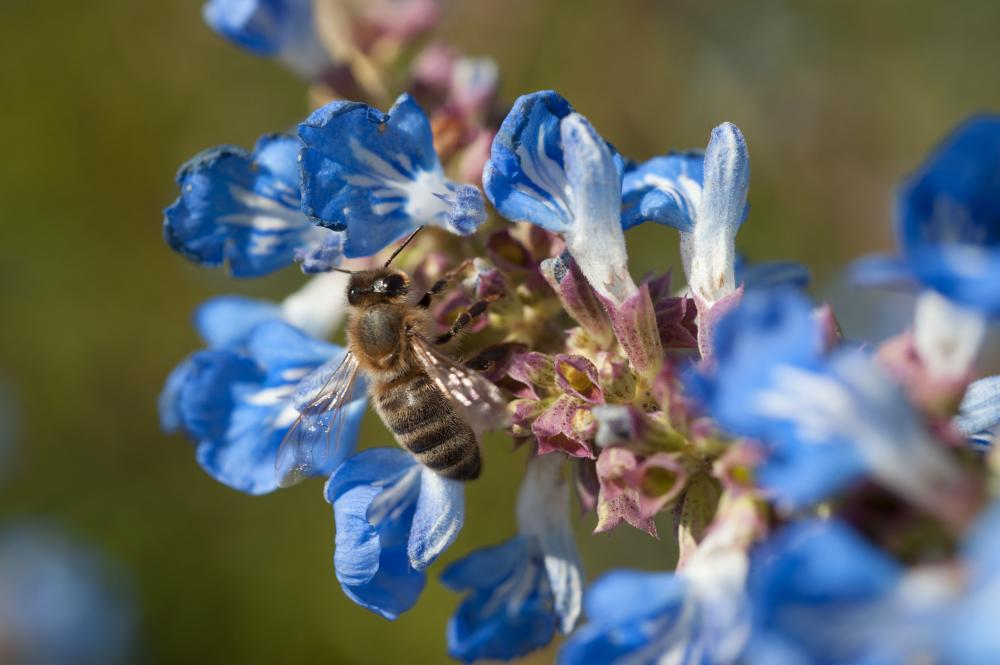 Comment sauver les colonies d'abeilles ?