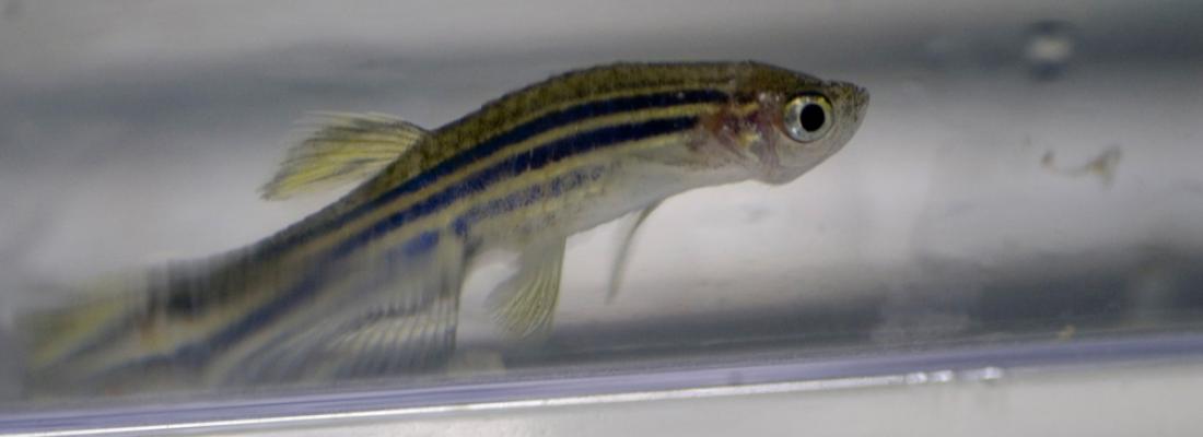 illustration Les polluants organiques persistants (PCB, PBDE) ont des effets délétères multiples qui se transmettent sur plusieurs générations chez le poisson-zèbre 