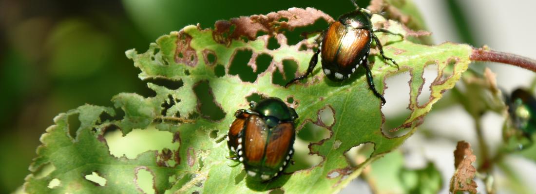 illustration IPM-Popillia, a European project to control the Japanese beetle