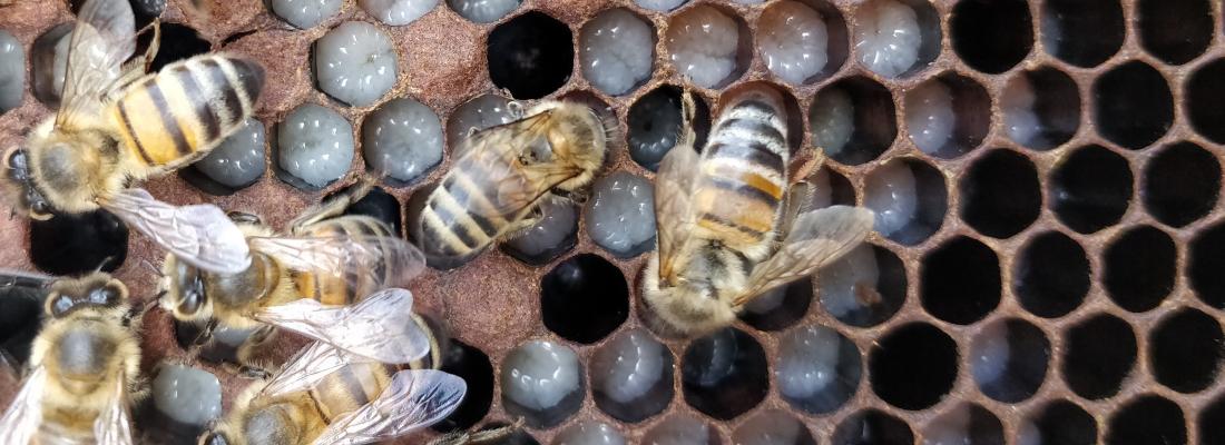 illustration L’indispensable communication (chimique) entre le couvain et ses abeilles nourrices