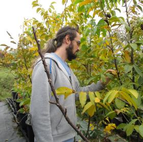 Le chercheur en charge de l'expérience observant un des arbres à l'automne