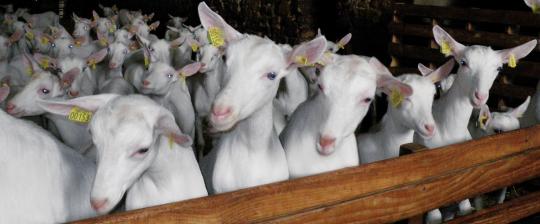 Les sécrétions nasales des chèvres et des brebis sont des indicateurs de leur activité sexuelle