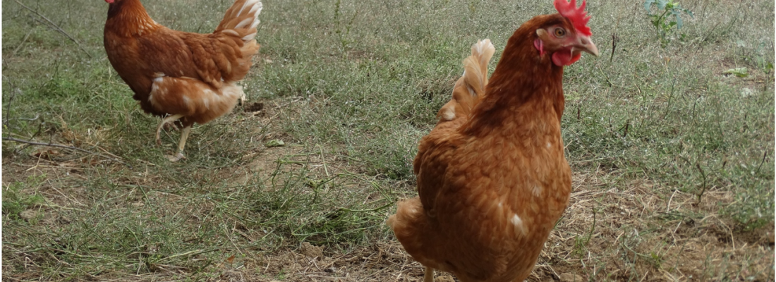 illustration Le déterminisme génétique de la ponte chez les poules : une clé pour accompagner la transition vers des élevages sans cages