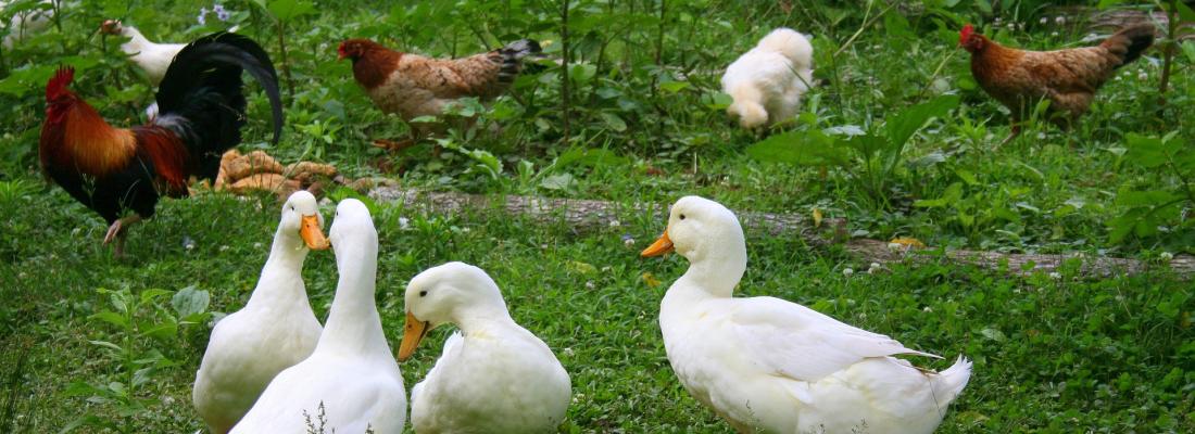 illustration Comprendre l’apparition de nouveaux variants pour mieux lutter contre la grippe aviaire