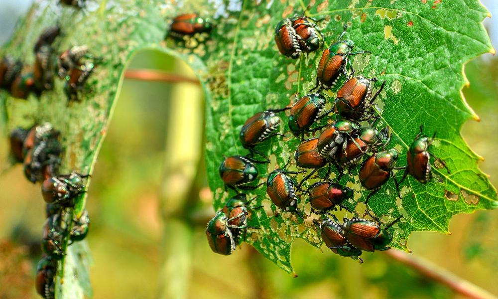 Invasion du scarabée japonais en Europe : prédire les zones favorables à son établissement pour mieux le surveiller