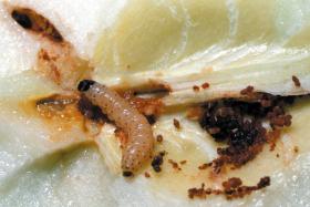 Dégâts de la chenille du carpocapse dans une pomme : une galerie aboutissant directement aux pépins dévorés par la larve.