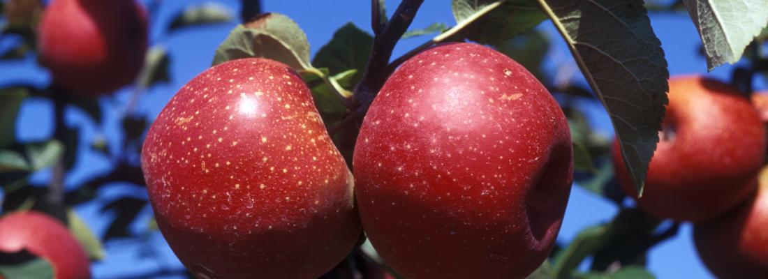 illustration Fil d’Ariane : créer de nouvelles variétés de pommes pour une agriculture durable