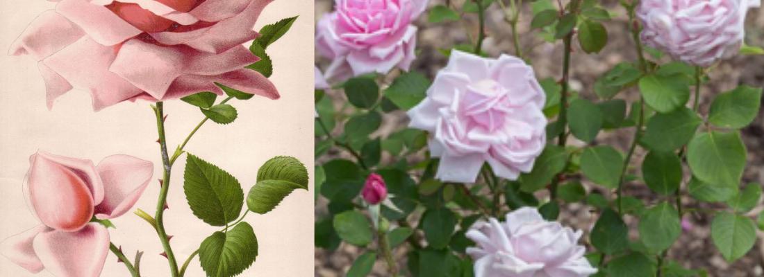 illustration Origine et sélection de la remontée de floraison chez le rosier