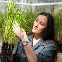 illustration  Stella Césari: a ‘budding’ scientist recognised for her work in plant science 