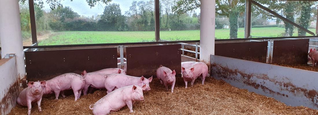 illustration Porganic : un dispositif expérimental INRAE pour des recherches en production porcine biologique  en région Nouvelle-Aquitaine