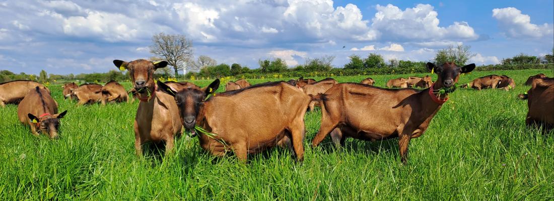 illustration Les chèvres qui pâturent produisent un lait de meilleure qualité nutritionnelle et sensorielle