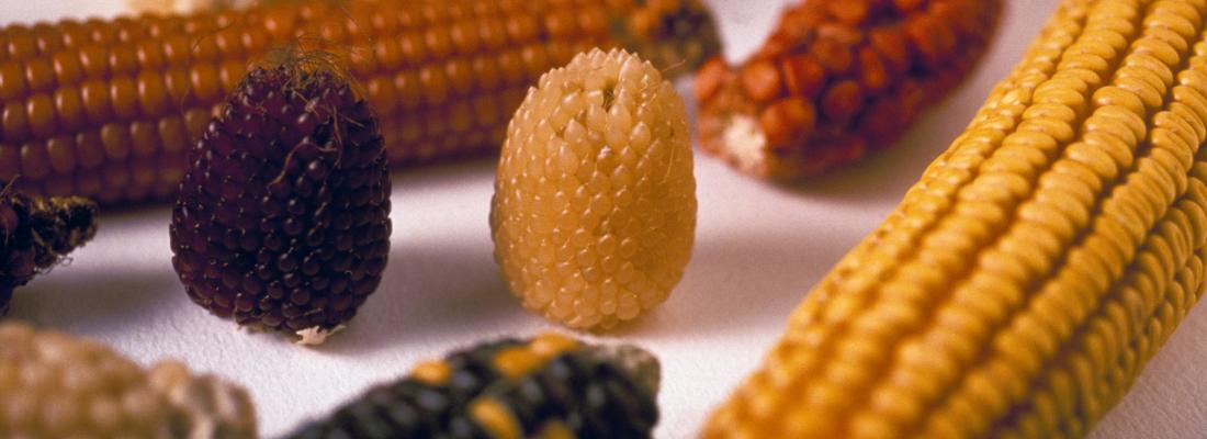 illustration La sélection participative d’une espèce allogame, le maïs