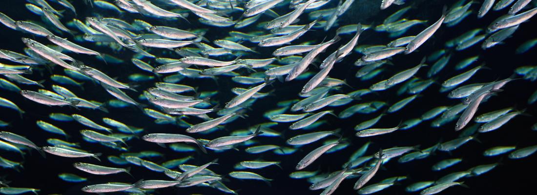illustration The birth of a male sex chromosome in Atlantic herring