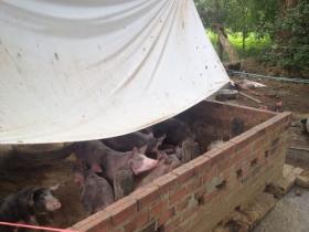 Enclos pour l’élevage familial de porcs en Asie du Sud-est