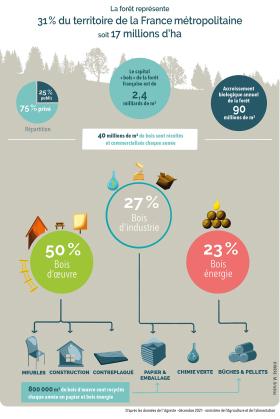 Infographie montrant les spécificités de la forêt française et de son exploitation pour le bois