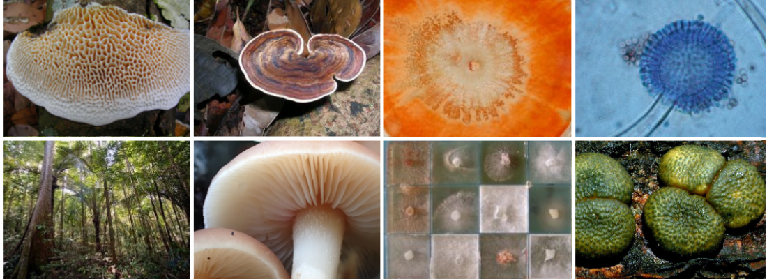 illustration Un Centre de Ressources Biologiques dédié aux champignons filamenteux et au service de la bioéconomie 