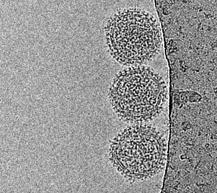 Particules virales du virus Toscana obtenues par cryo-préservation et microscopie électronique, avec l'aimable autorisation du Dr. Martin Obr, co-auteur de l’étude.
