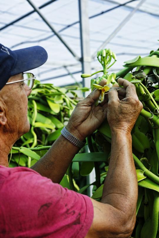 83% of the genetic heritage of vanilla has been determined