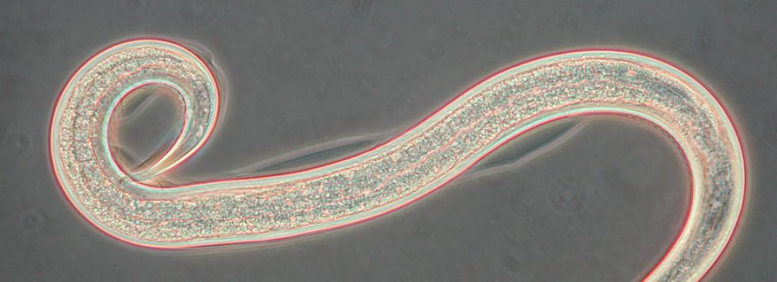 illustration Le microbiote des nématodes entomopathogènes, un pas de plus dans la compréhension du mode de vie de parasites bio-insecticides.