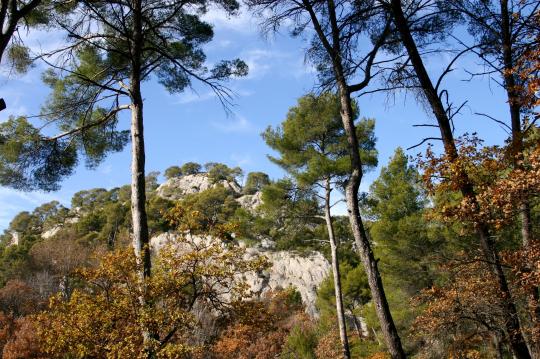 Preparing for the future of Mediterranean forests 