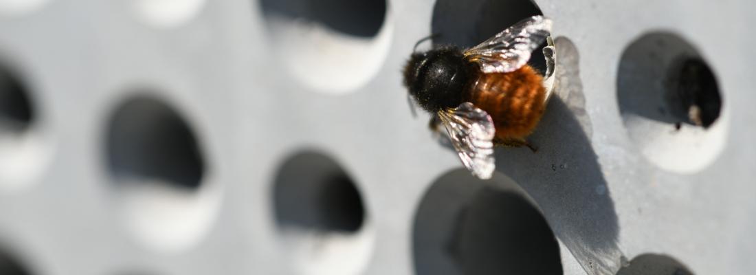 illustration Nichoirs artificiels pour abeilles cavicoles : les abeilles peuvent-elles nicher dans le béton ?