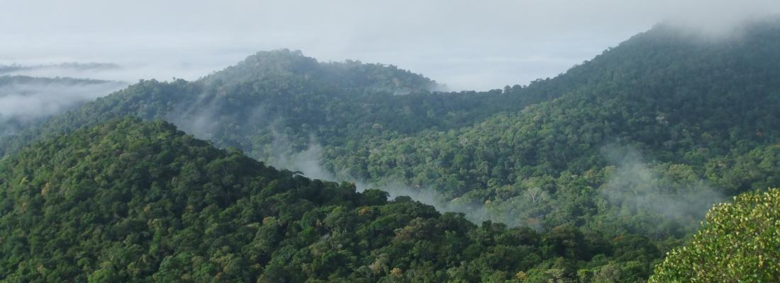 illustration Aboveground vegetation biomass in the tropics no longer has a positive impact on carbon stocks