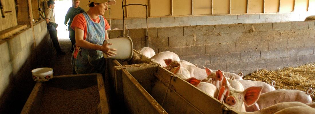 illustration Les systèmes d’alimentation chez le porc : un élément clé pour des élevages plus durables