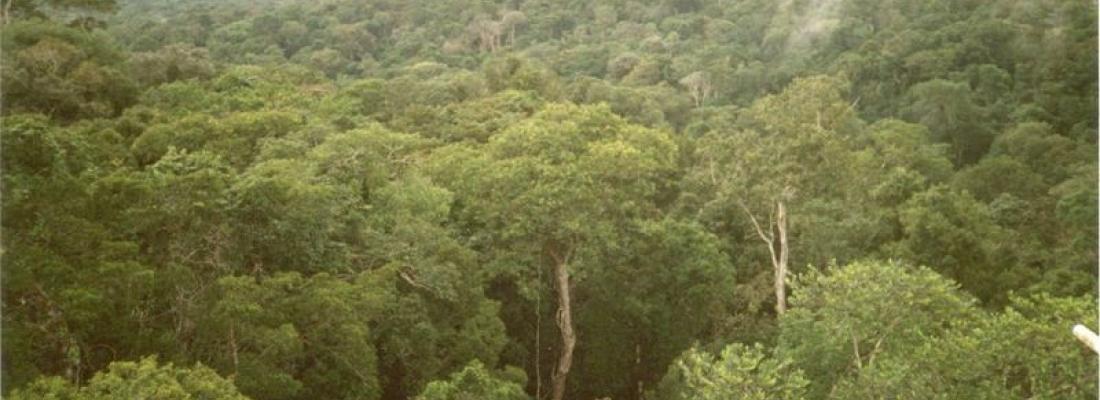 illustration Réponse floristique et fonctionnelle des forêts amazoniennes au changement climatique 