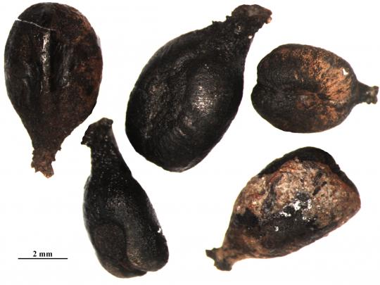 Pépins de raisins gallo-romains