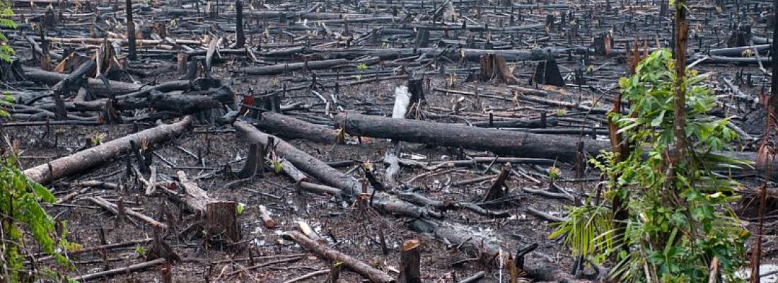 illustration Crédits carbone et déforestation évitée : impact réel ou risque de greenwashing ?