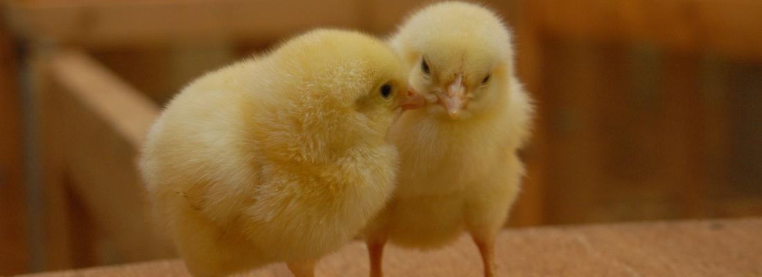 illustration Spontaneous intake of essential oils: long-lasting benefits for chicks