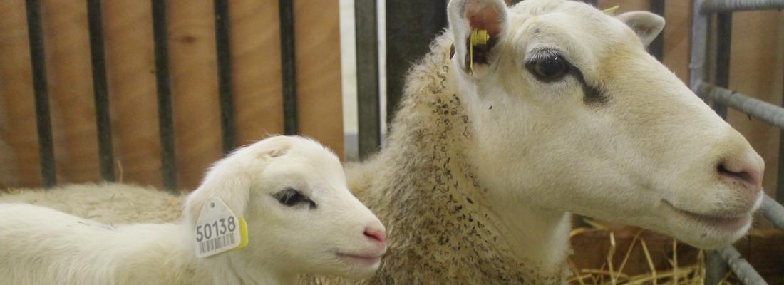 illustration Le processus d'attachement de l’agneau à sa mère : une histoire de tétée et d’ocytocine