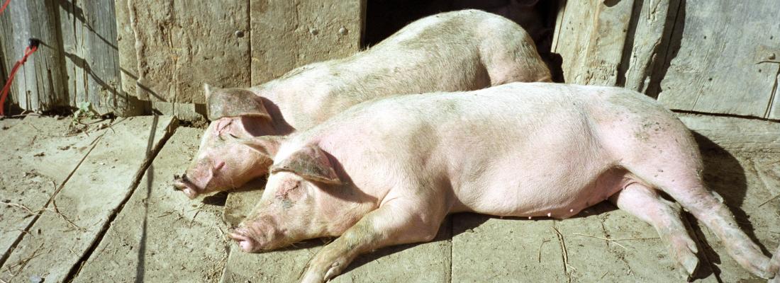 illustration Pigs fed live yeast supplementation tolerate heat better