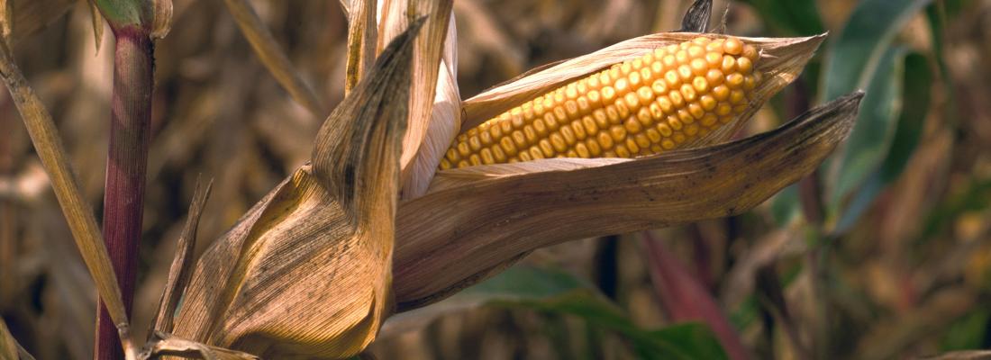 illustration Exploiter la diversité génétique du maïs : de l’intérêt de la composition métabolique des feuilles durant le remplissage des grains