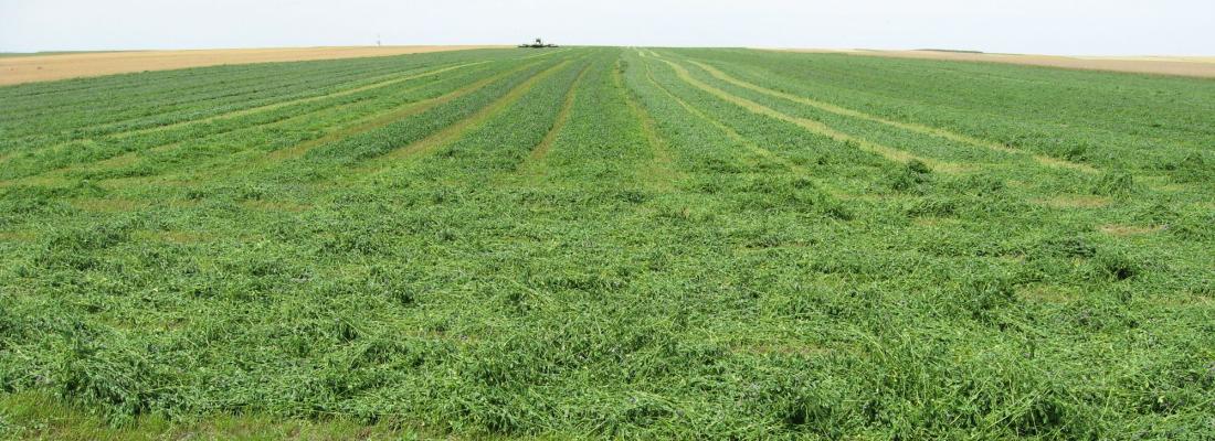 illustration Decrease in the environmental footprint of dehydrated alfalfa — an essential livestock food 