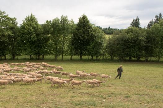 Des travaux européens d’envergure pour un élevage durable des petits ruminants