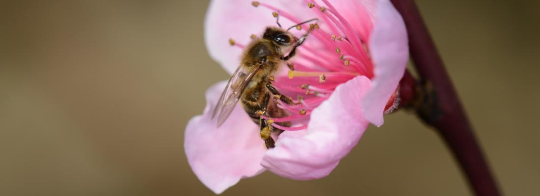 illustration La sécurité alimentaire mondiale impactée par le déficit d’insectes pollinisateurs 